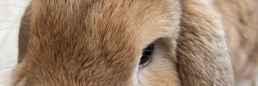 Love like blood🐘 banner