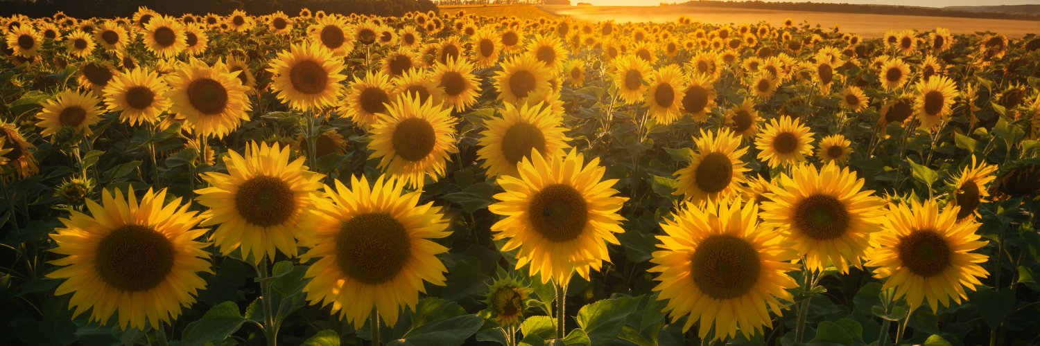 Alexander Grey banner