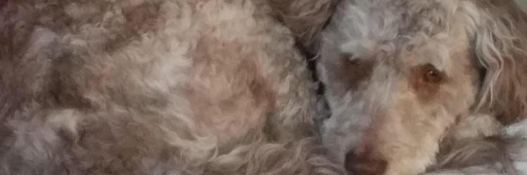 nickwilliams129's profile banner image
