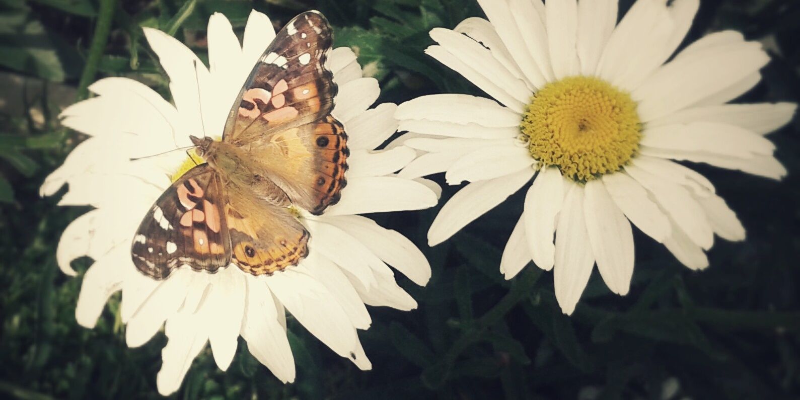 Cami_Arroyo's profile banner image