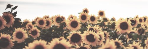 TheBeeBlanche's profile banner image