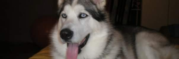 Fernir8107's profile banner image