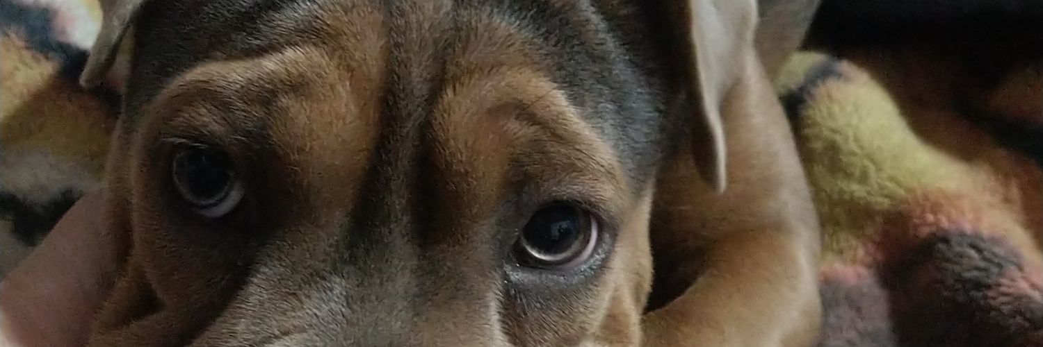 Ssofvega's profile banner image