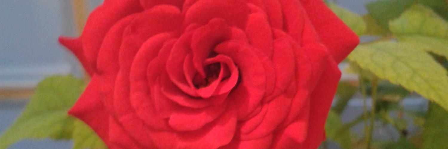 guechetouli's profile banner image