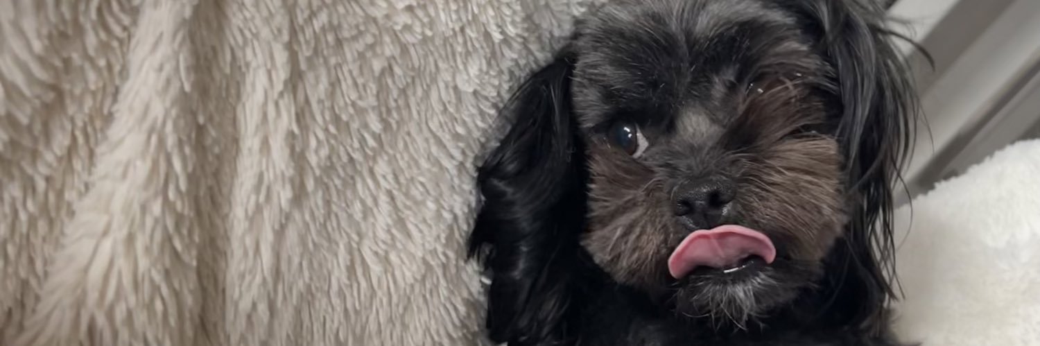 gracie banner