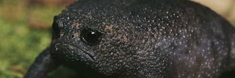 typicalalto's profile banner image
