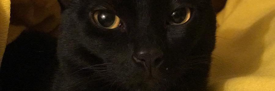 meriiiinos's profile banner image