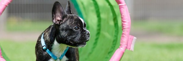 OfficialWoof1 Profile Banner