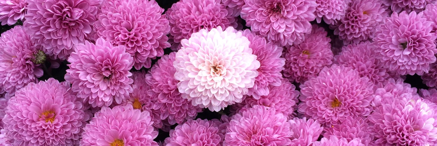 _BlueOleander_'s profile banner image