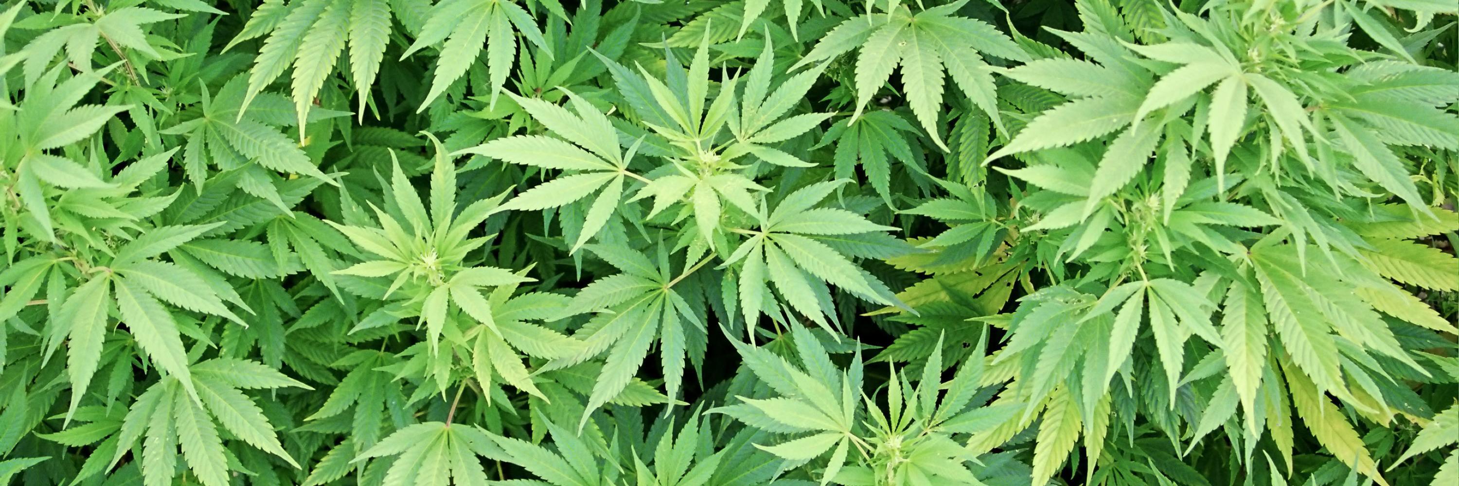 WeedPics101's profile banner image