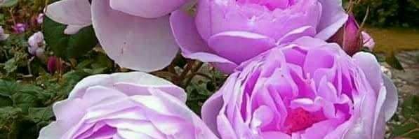 💐مي🌷mai 🎉 🌻⭕️🌻 banner