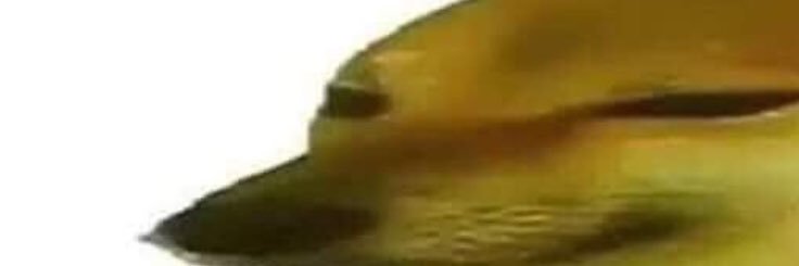 NStevnsborg's profile banner image