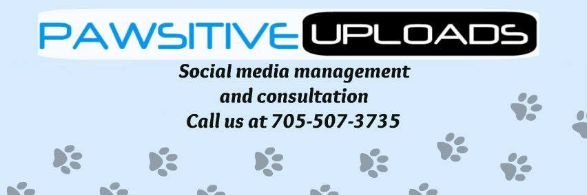 pawsitiveupload's profile banner image