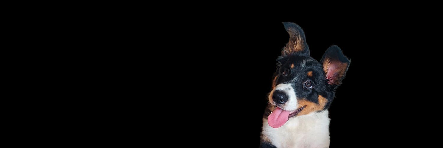 debiioliveeira's profile banner image