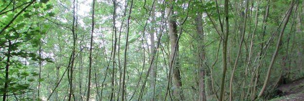 GrinlowTrail's profile banner image
