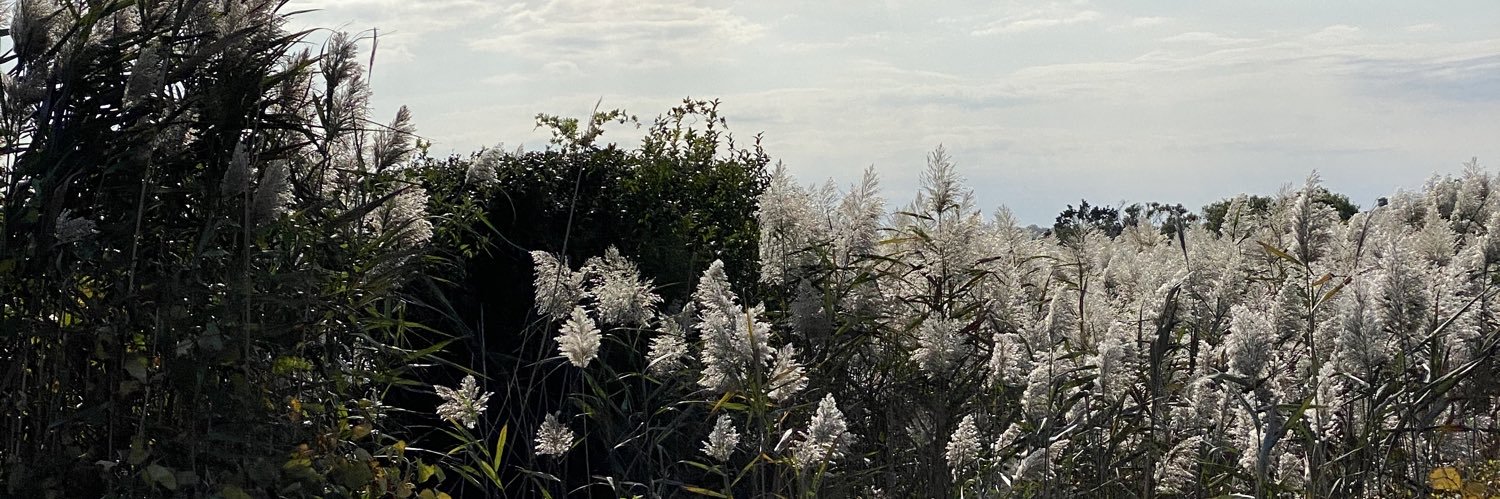 dianimalz's profile banner image