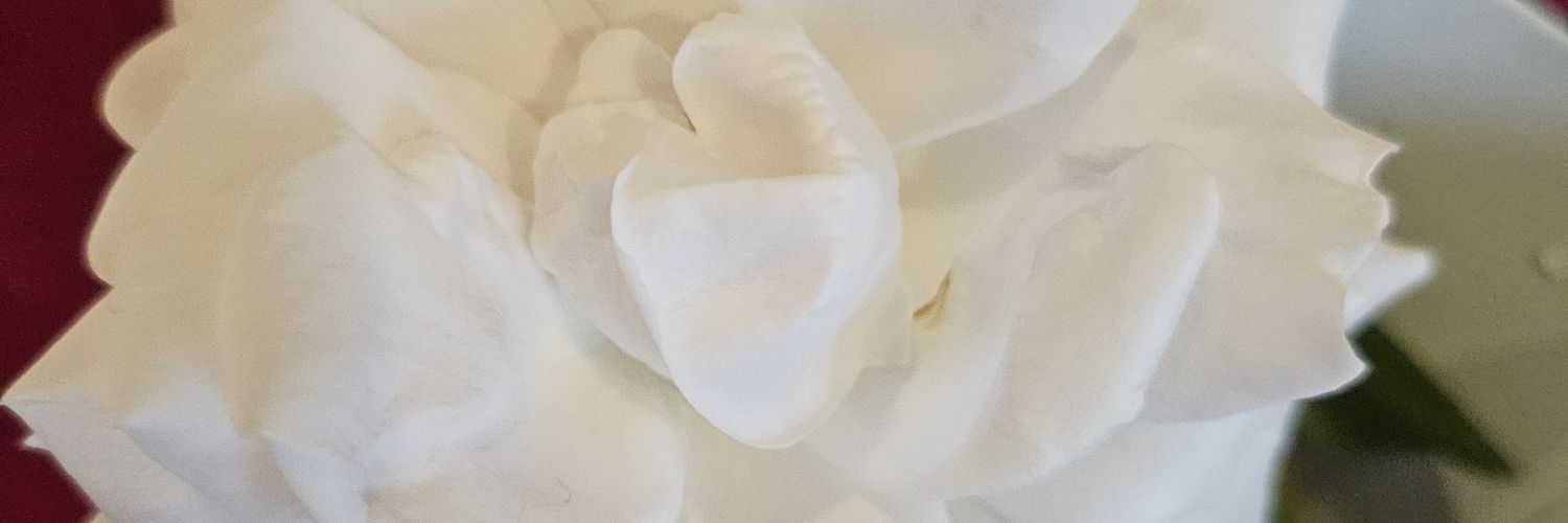 LeannePaluzzi's profile banner image