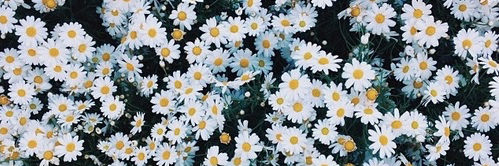 michellmybellle's profile banner image