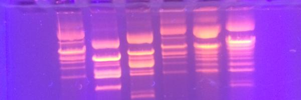 jastandeven Profile Banner