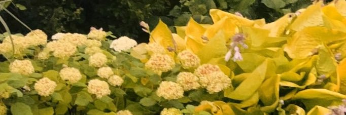 hphannahpaul's profile banner image