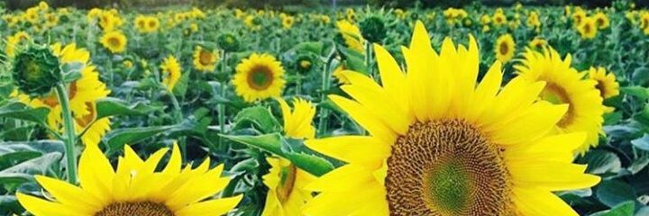 groovyizz's profile banner image