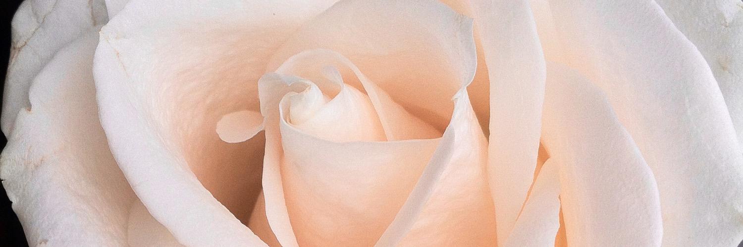 AnnaPolyanichko's profile banner image