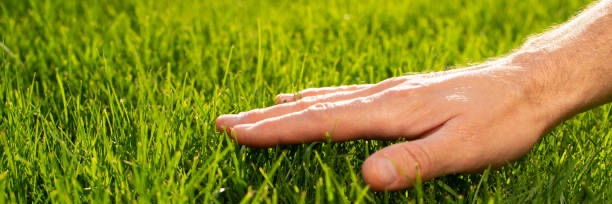 the emperor of howell beach🐀 banner