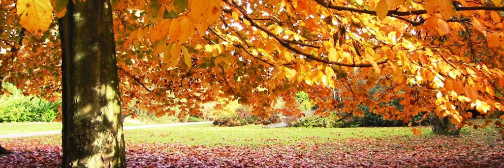 cherry_rhodes's profile banner image