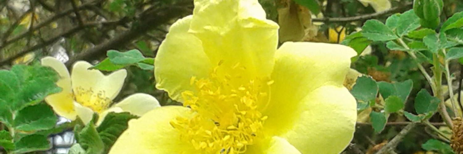 CornellTracey's profile banner image