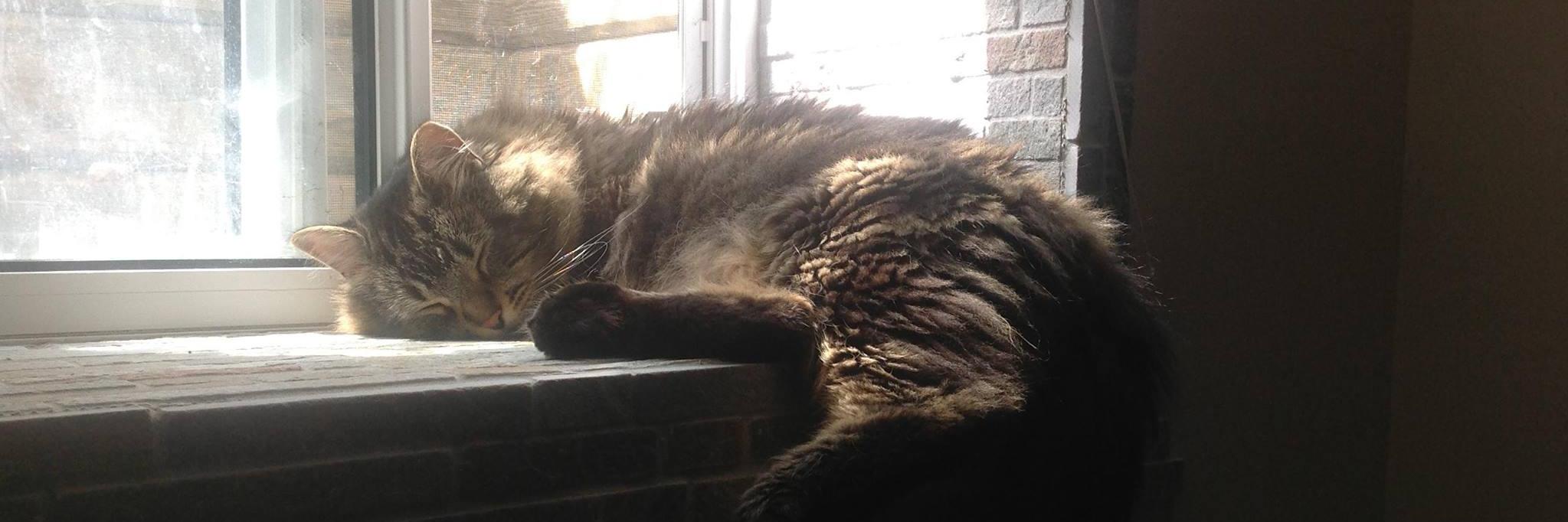 megnaCat's profile banner image