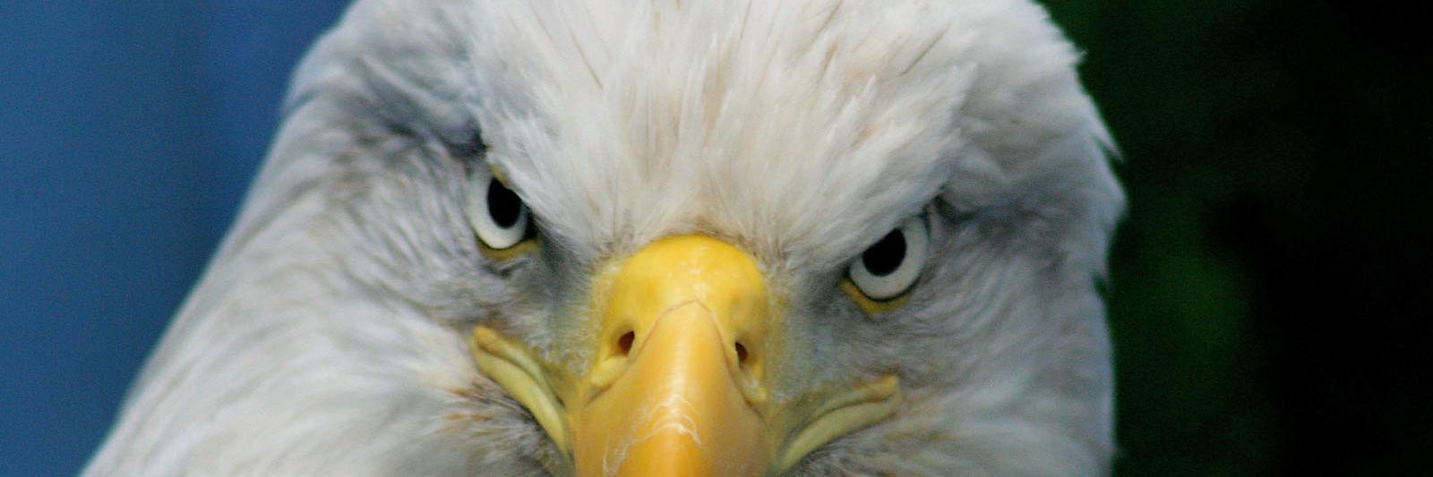 EAGLE 🇮🇱🇨🇴 banner