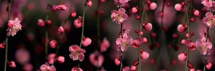 Julieta banner