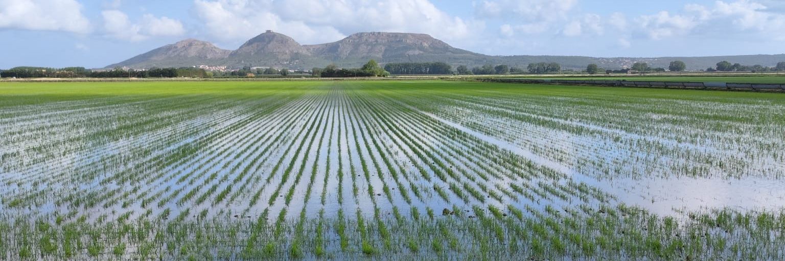 Adv Arròs de Pals banner