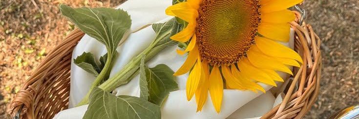 PnarAsanoglu's profile banner image