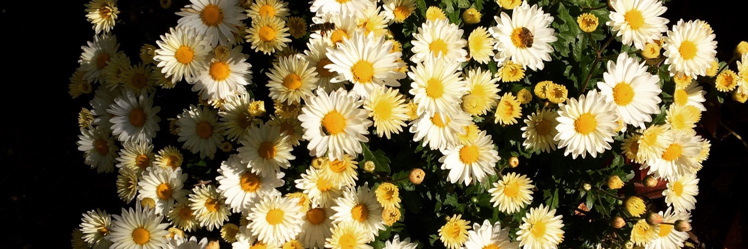 ftmadgrmnci's profile banner image
