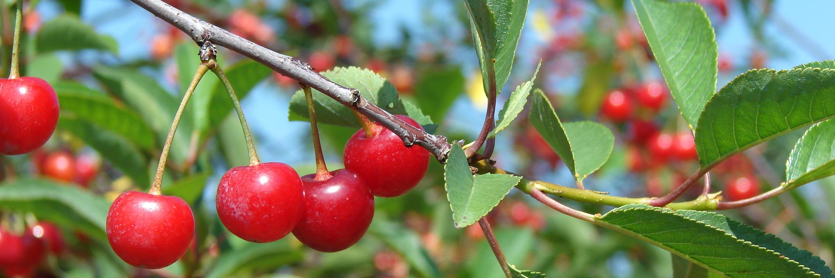 cherryhoffner's profile banner image