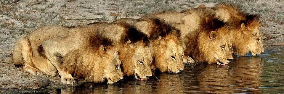 Rafa 🇲🇽 banner