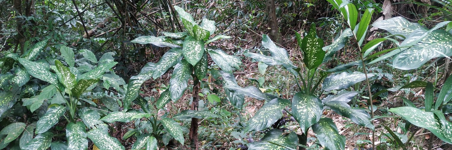 Monstera Variegata banner
