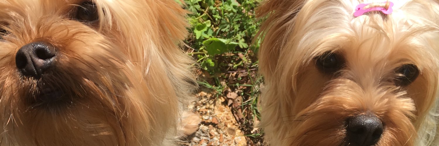 Paula Feese 👑💅🏼👠🐾🧶☕️ banner