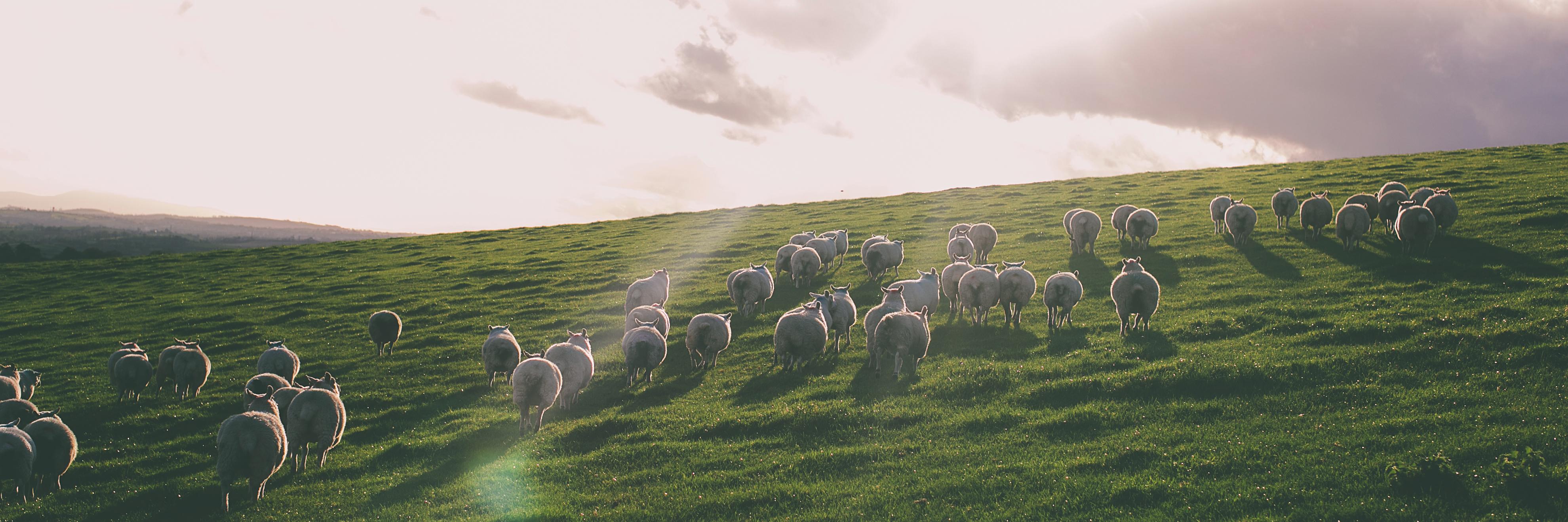 PrimacyMeats's profile banner image