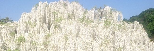 富士宮 banner