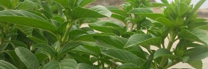 shwgalrahf's profile banner image