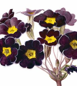 silburn_laura's profile banner image