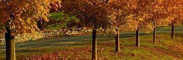 Maite A. Cruz banner