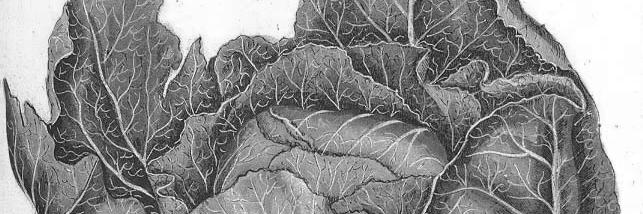 ilmacrobiotico's profile banner image