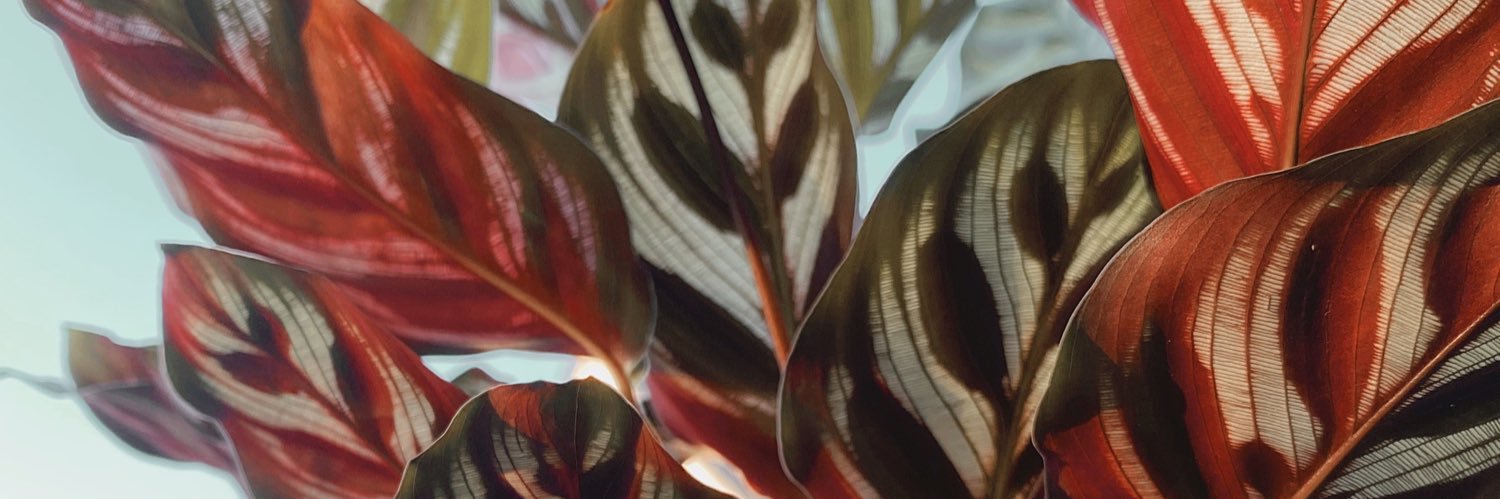 ChantalsView's profile banner image