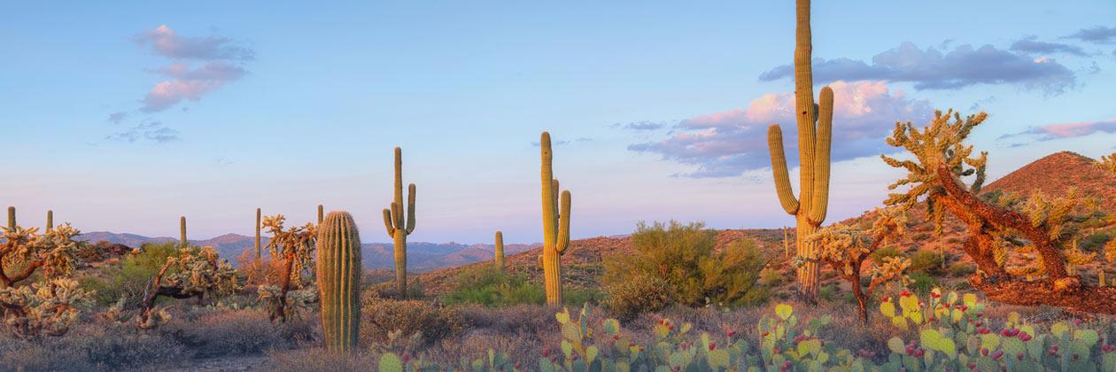 Raul M. Grijalva's banner