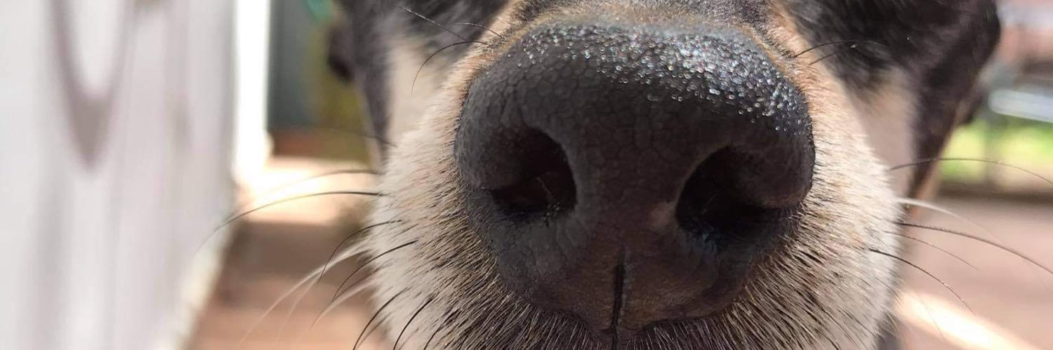 FernandaFerrhou's profile banner image