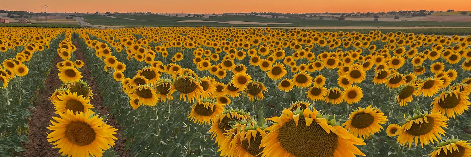 soycachuce's profile banner image