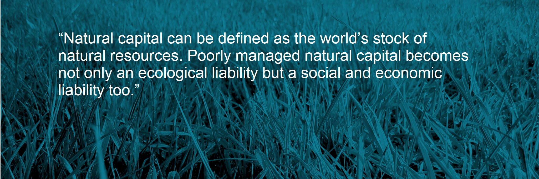 naturalogic's profile banner image